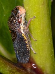 Paraulacizes irrorata