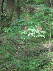 Aesculus pavia image
