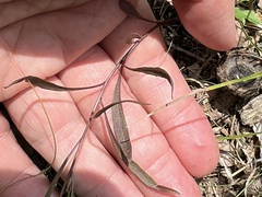 Campanula rotundifolia