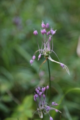 Allium carinatum
