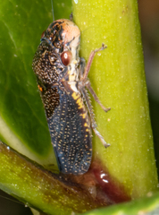 Paraulacizes irrorata