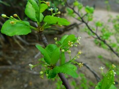 Bursera epinnata