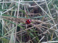 Endomychus coccineus