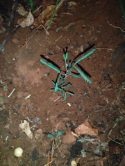 Hermannia coccocarpa