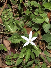 Hippobroma longiflora