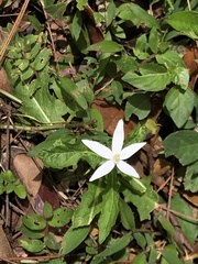 Hippobroma longiflora image