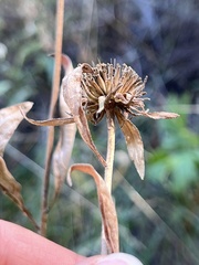 Helianthinae