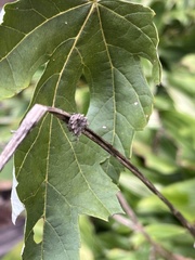 Acanthepeira stellata