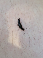 Staphylinidae