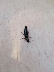Staphylinidae