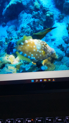 Cantherhines macrocerus