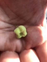 Euonymus atropurpureus