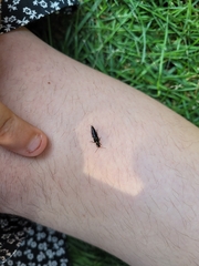 Staphylinidae