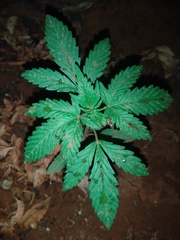 Cannabis sativa