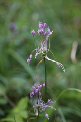 Allium carinatum