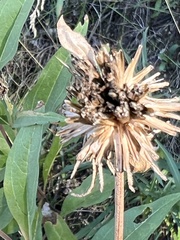 Helianthinae