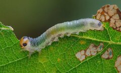 Euura hypoxantha