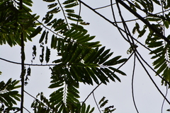 Virola bicuhyba