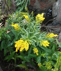 Solidago azorica