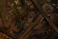 Virola bicuhyba