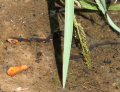 Nerodia fasciata