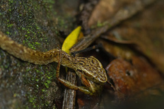 Bothrops jararaca