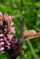 Lycaena tityrus