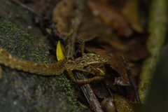 Bothrops jararaca