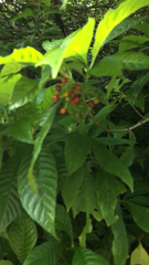 Psychotria nervosa