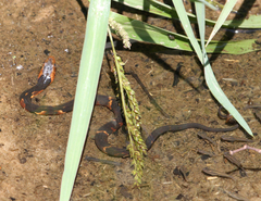 Nerodia fasciata