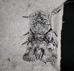 Sympistis chionanthi