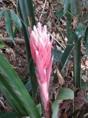 Billbergia pyramidalis