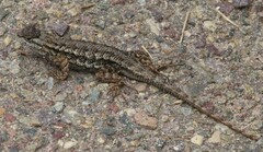 Sceloporus occidentalis longipes