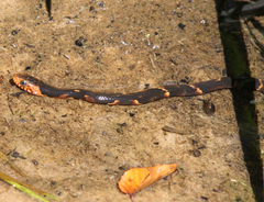 Nerodia fasciata