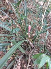 Billbergia pyramidalis