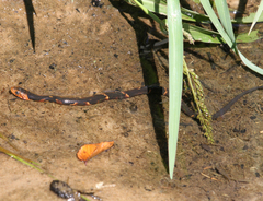 Nerodia fasciata