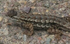 Sceloporus occidentalis longipes