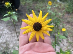 Helianthus debilis silvestris