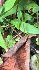 Amblycorypha oblongifolia