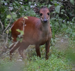 Cephalophorus natalensis natalensis