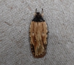 Agonopterix atrodorsella