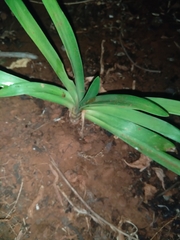 Hypoxis hemerocallidea