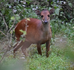 Cephalophorus natalensis natalensis
