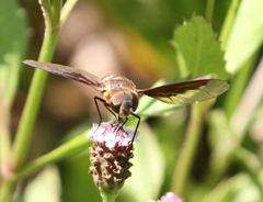 Exoprosopa brevirostris