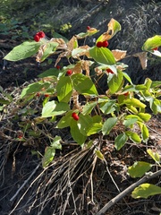 Prosartes trachycarpa