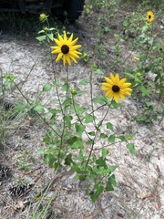 Helianthus debilis silvestris