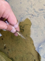 Neogobius melanostomus