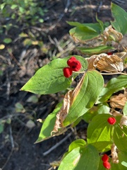 Prosartes trachycarpa