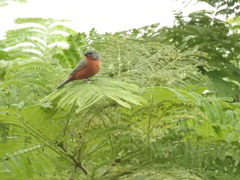 Sporophila minuta