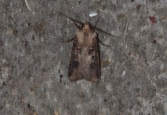 Agrotis clavis
